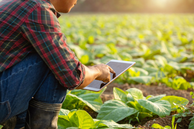 Agriculture IT services in Salinas
